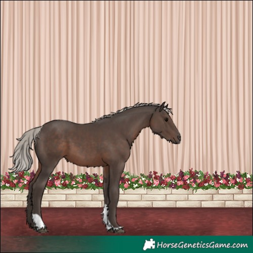 Horse Color:Silver Black Tobiano Rabicano