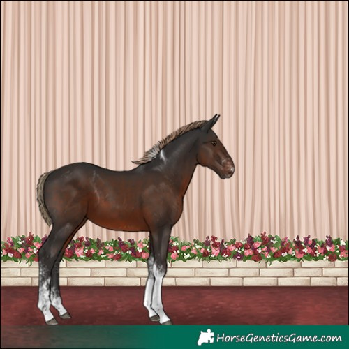 Horse Color:White Spotted Liver Chestnut Tobiano Rabicano
