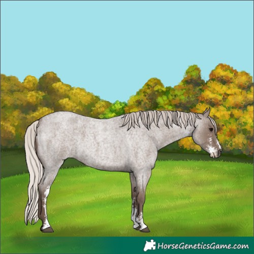 Horse Color:Silver Blue Roan Sabino