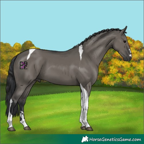 Horse Color:Grullo Tobiano