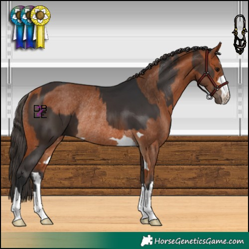 Horse Color:Brown and Bay Rabicano
