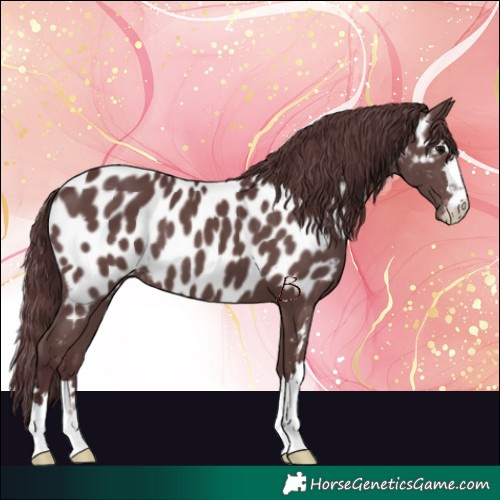 Horse Color:Chocolate Black Near Leopard