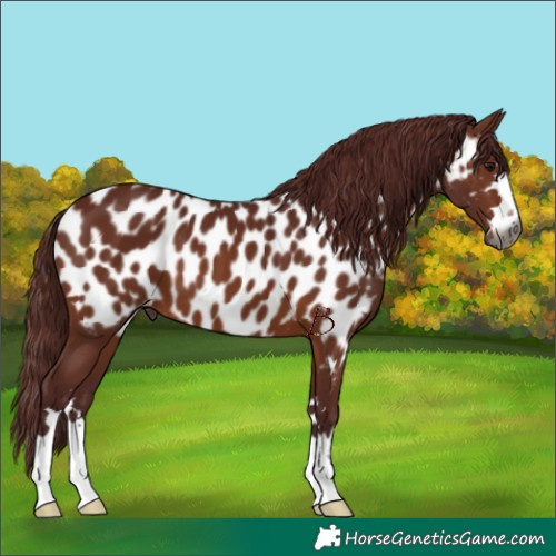 Horse Color:Gray Chocolate Bay Near Leopard