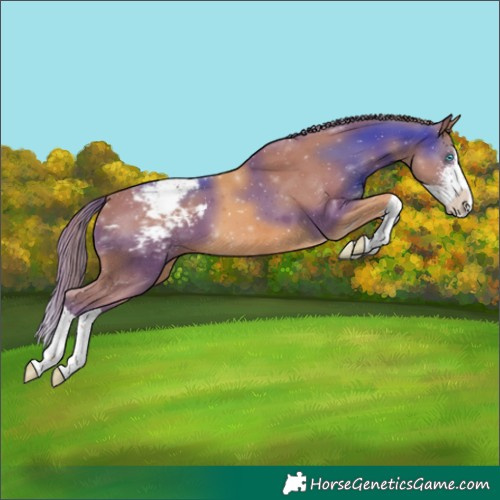 Horse Color:Chestnut Sabino Splash Snowcap