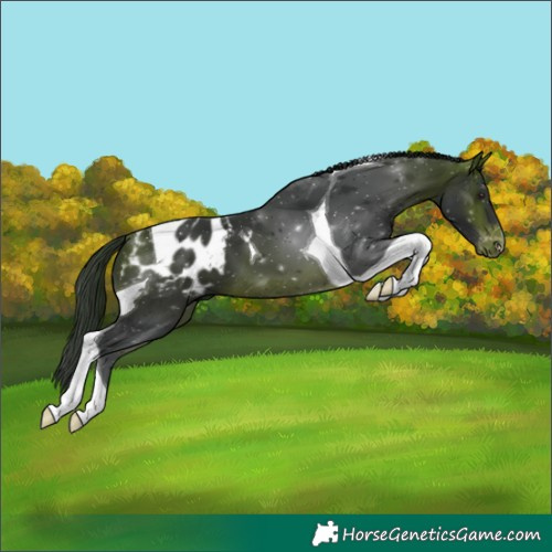 Horse Color:Bay Tobiano Blanket