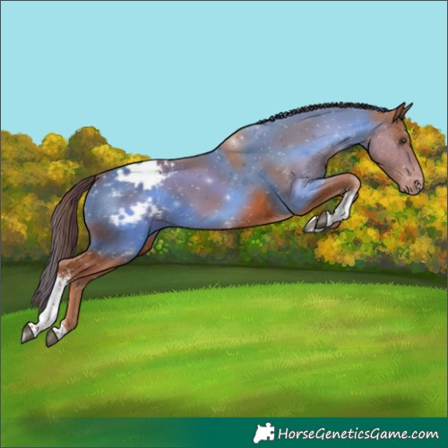 Horse Color:Chestnut Sabino Varnish