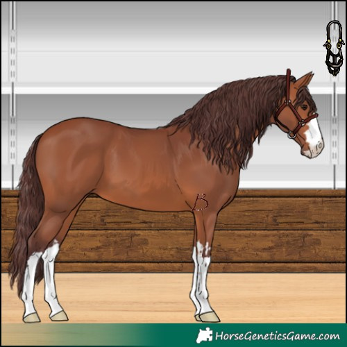 Horse Color:Chocolate Bay
