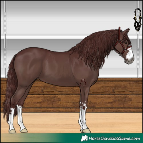 Horse Color:Gray Chocolate Black
