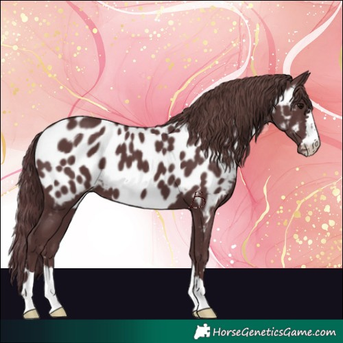 Horse Color:Chocolate Black Near Leopard