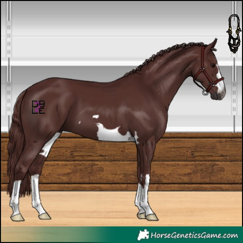 Horse Color:Gray Chocolate Black