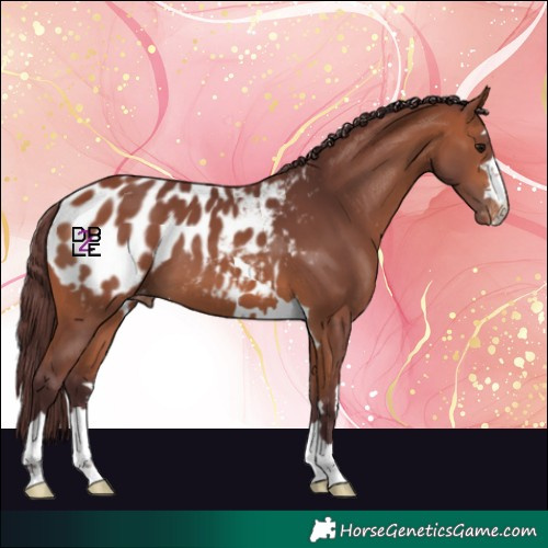 Horse Color:Chocolate Bay Blanket 