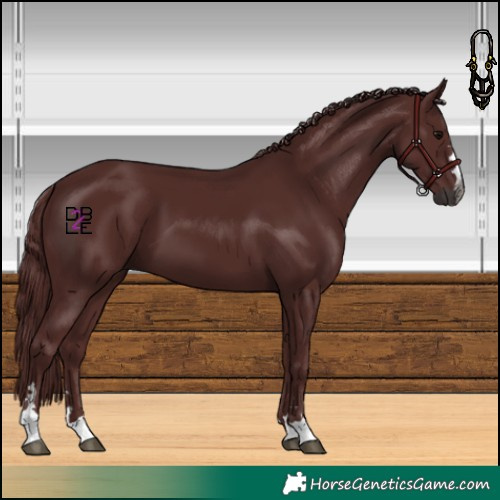Horse Color:Gray Chocolate Black
