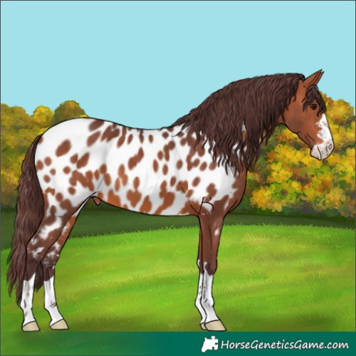 Horse Color:Chocolate Bay Near Leopard