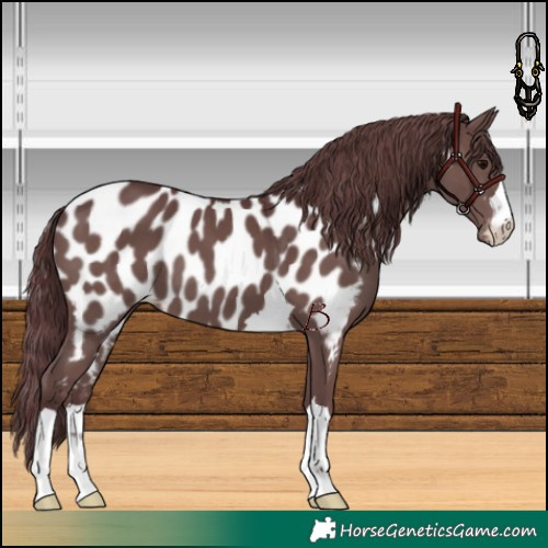 Horse Color:Chocolate Black Near Leopard