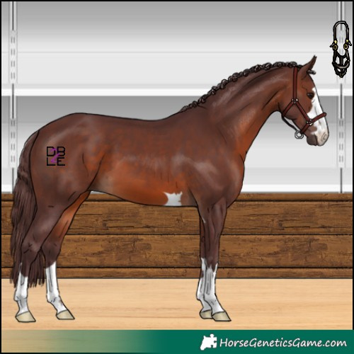 Horse Color:Chocolate Brown