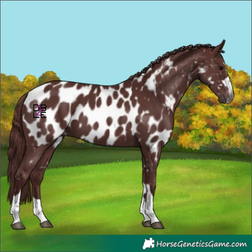 Horse Color:Gray Chocolate Black Near Leopard