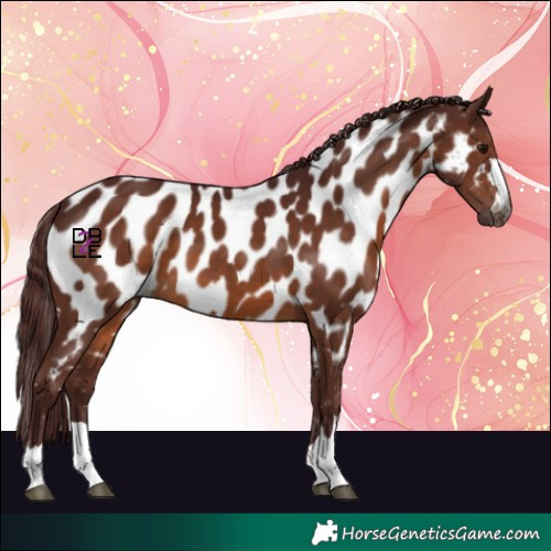 Horse Color:Gray Chocolate Brown Near Leopard