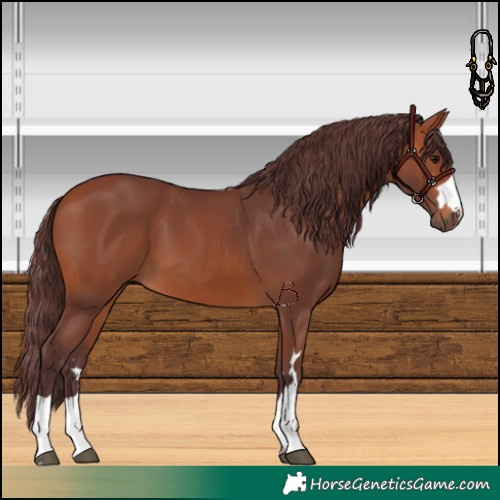 Horse Color:Chocolate Bay 