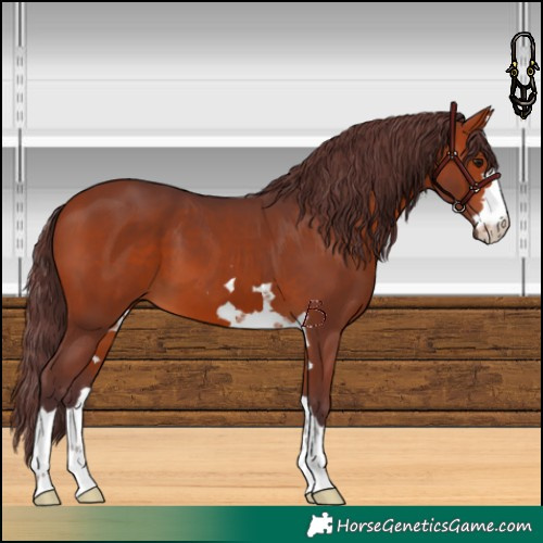 Horse Color:Chocolate Bay