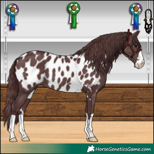 Horse Color:Chocolate Black Near Leopard