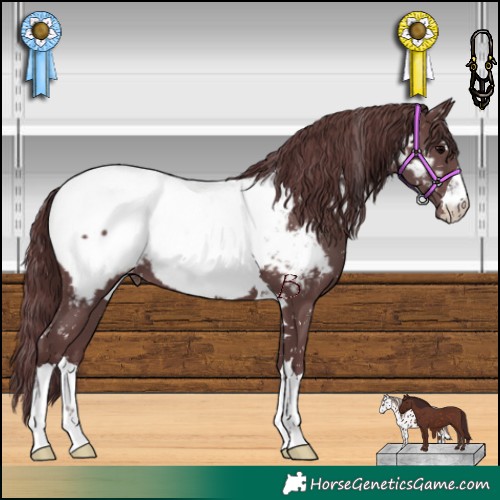 Horse Color:Chocolate Black Near Fewspot 