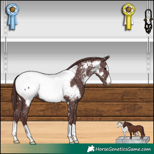 Horse Color:Chocolate Black Near Fewspot