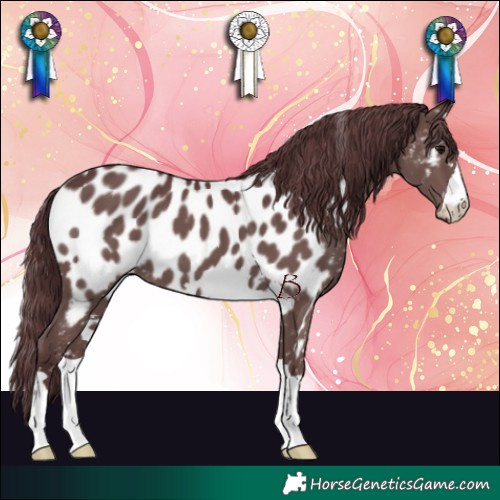 Horse Color:Chocolate Black Near Leopard
