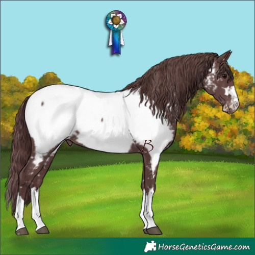 Horse Color:Chocolate Black Near Fewspot