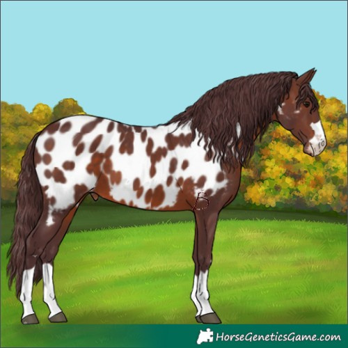 Horse Color:Chocolate Brown Near Leopard