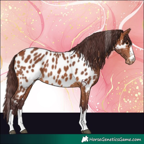 Horse Color:Chocolate Bay Near Leopard 