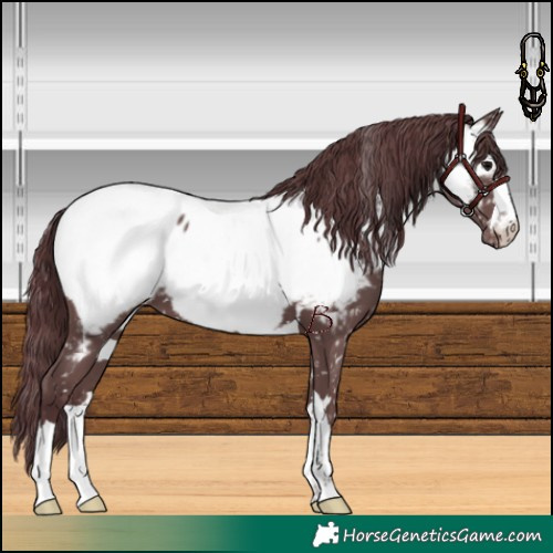 Horse Color:Chocolate Black Near Fewspot 