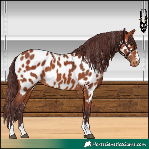 Horse Color:Chocolate Bay Near Leopard
