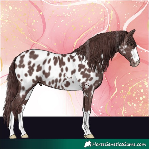 Horse Color:Chocolate Black Near Leopard