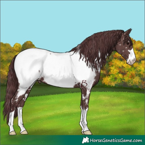 Horse Color:Chocolate Black Near Fewspot 