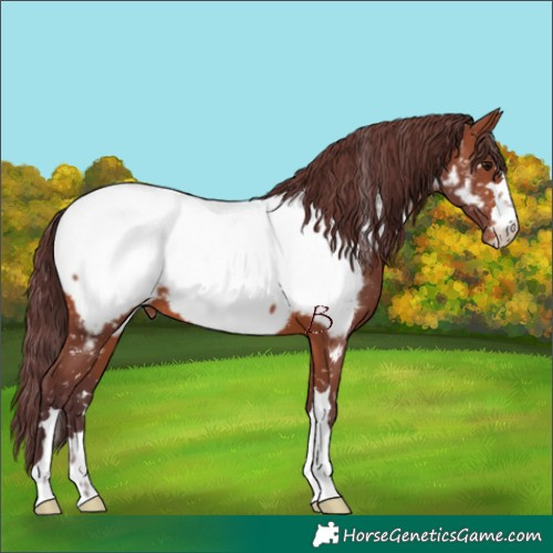 Horse Color:Chocolate Brown Near Fewspot