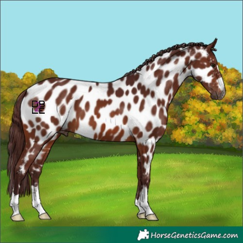 Horse Color:Gray Chocolate Brown Near Leopard 