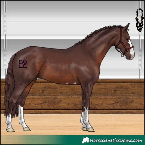 Horse Color:Chocolate Brown
