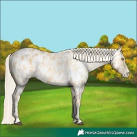 Horse Color:Palomino Near Leopard and Gold Cream Champagne Near Leopard