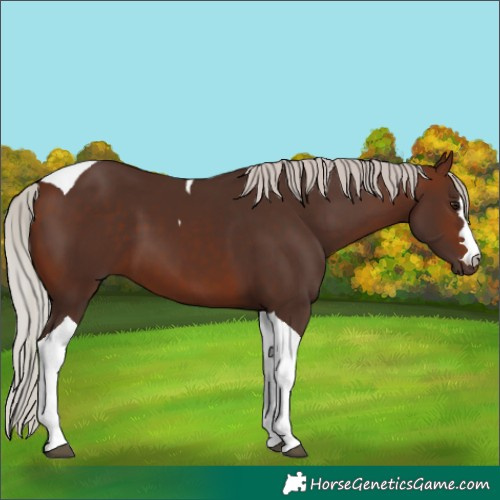 Horse Color:Silver Brown Tobiano 