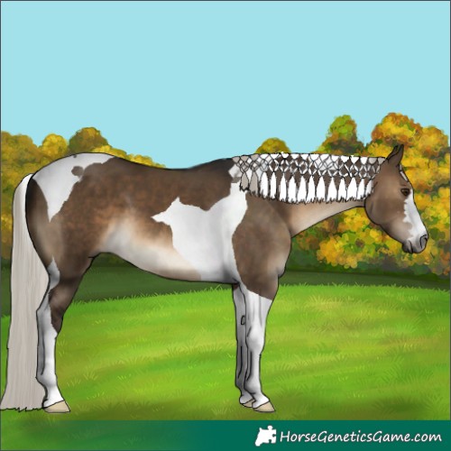 Horse Color:Gray Silver Brown Dun Tobiano