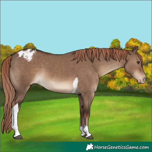 Horse Color:Liver Red Dun Tobiano Varnish