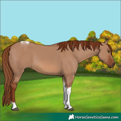 Horse Color:Red Dun Tobiano 