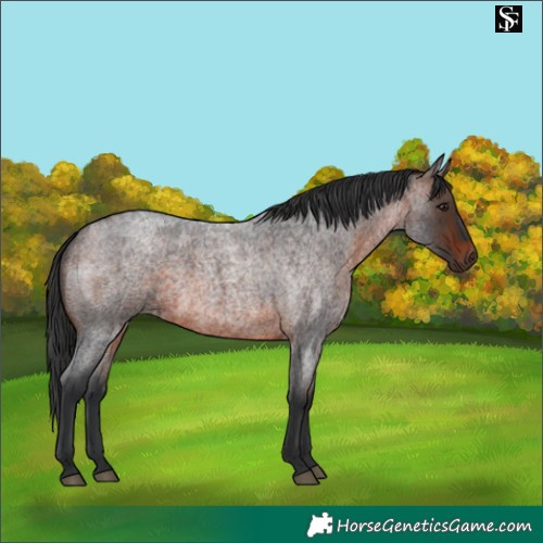 Horse Color:Brown Roan