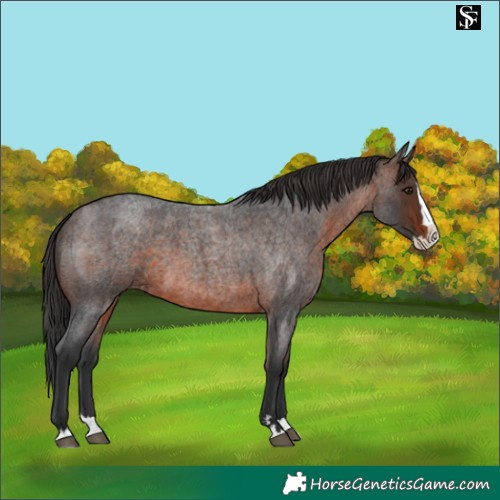 Horse Color:Brown Roan Splash