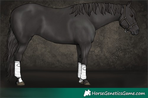 Horse Color:Smoky Black  and Smoky Black 