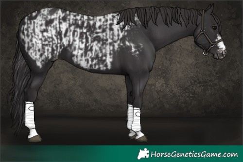 Horse Color:Smoky Black  and Smoky Black Appaloosa 