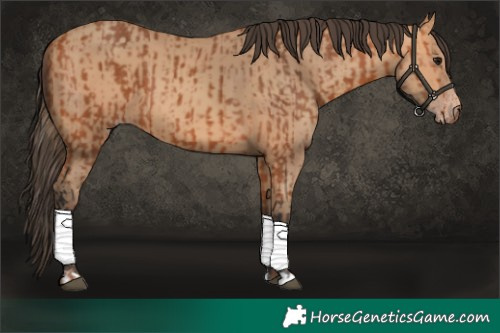 Horse Color:Bay  and Amber Champagne 
