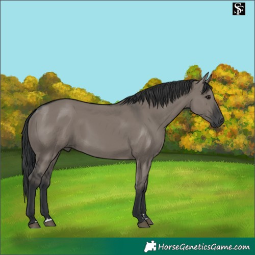 Horse Color:Grullo 