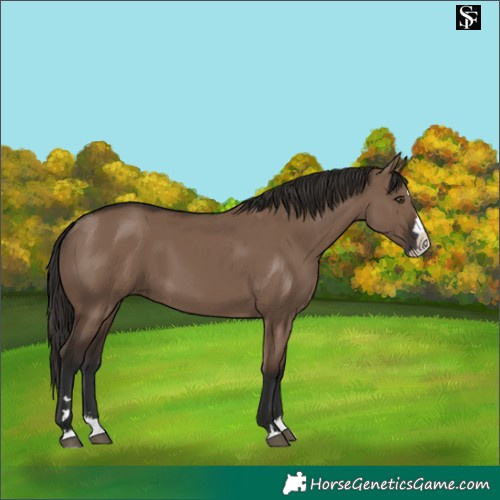 Horse Color:Liver Red Dun Splash
