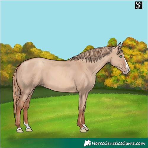 Horse Color:Gold Champagne Dun Splash 